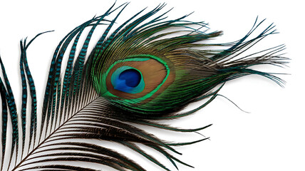 Obraz premium Peacock feather isolated on white background