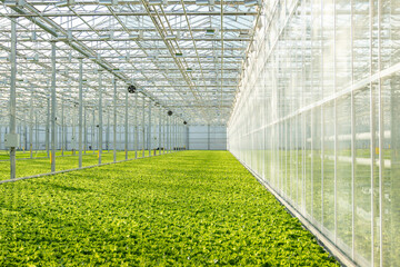 Growing fresh lettuce, vegetables, salad in a modern greenhouse by hydroponics method. Agribusiness, industrial agriculture, organic food production concept. 