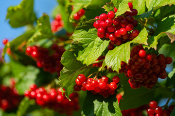 Ripe red viburnum berries, bunches on branches with leaves in natural conditions