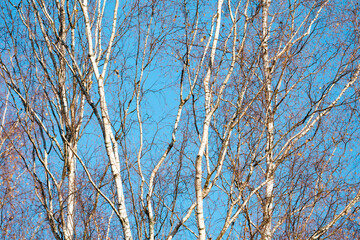 birch branches with yellow autumn leaves on a blue sky background