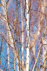 birch branches with yellow autumn leaves on a blue sky background