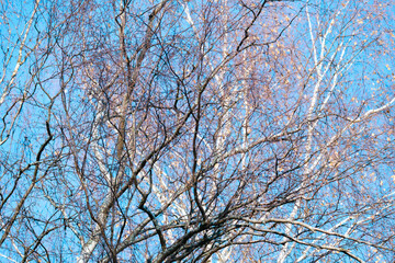 birch branches with yellow autumn leaves on a blue sky background