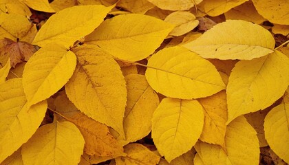 Fallen Yellow Leaves of Quaking Aspen 76
