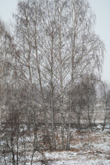 winter frozen river covered with snow, with birches on the banks