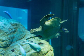 悠然と泳ぐウミガメ