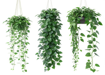 Obraz premium hanging green money plant isolated on white 