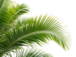 Fototapeta premium palm tree leaves