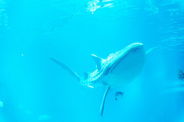 悠々と泳ぐジンベエザメ