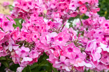 Colorful Floribunda Petunia blossoms in flowerpot, close up. Madness Rose Star Petunia hybrida...