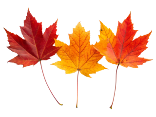 maple leaf isolated on white