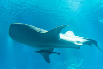 悠々と泳ぐジンベエザメ