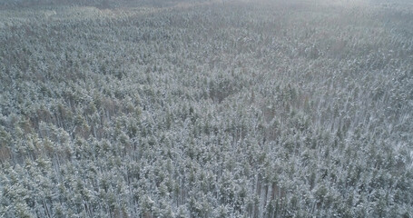 Aerial forward fly with tilt over frozen mixed forest with pine and birch trees