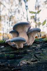 Boczniak ostrygowaty Pleurotus ostreatus