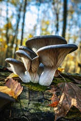 Boczniak ostrygowaty Pleurotus ostreatus