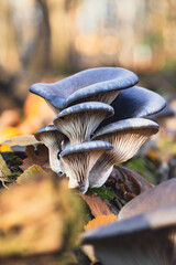 Boczniak ostrygowaty Pleurotus ostreatus