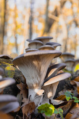 Boczniak ostrygowaty Pleurotus ostreatus