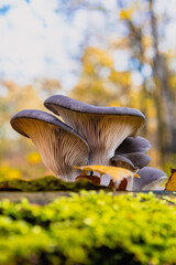 Boczniak ostrygowaty ,Pleurotus ostreatus