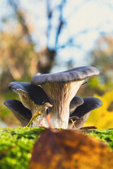 Boczniak ostrygowaty Pleurotus ostreatus