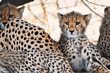 Junger Gepard © Robert Styppa