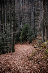 Seasonal natural scene, Kremnica Mountains, Slovakia