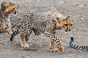 Junger Gepard © Robert Styppa