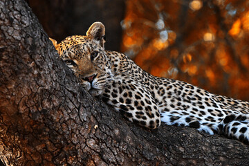 Leopard im Baum liegend