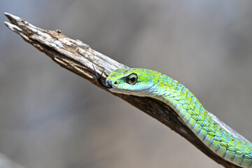 Boomslang auf einem Ast