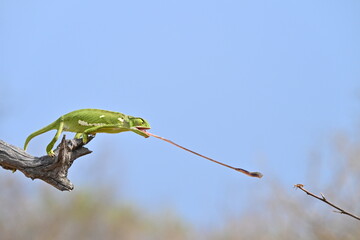 Chameleon auf einem Ast jagd mit der Zunge