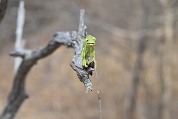 Chameleon auf einem Ast schaut einen an