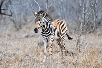 Junges Zebra