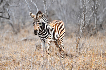 Junges Zebra
