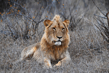 Junger mänlicher Löwe im Gras
