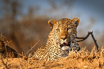Leopard schaut einen an
