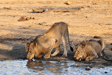 2 Löwen trinkend am Wasserloch
