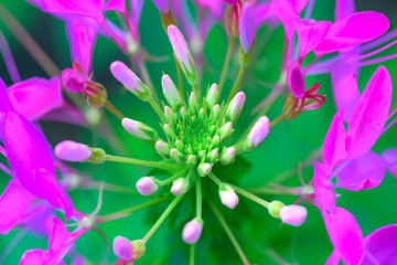 Fototapeta premium Flower Series : Close Up of a pink Cleome spinosa flower
