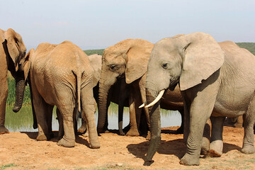 A group of elephants quenches their thirst at a watering hole in Kruger National Park, South Africa, offering a powerful glimpse into the lives of these majestic creatures.