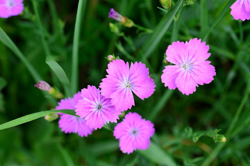 pink flowers in the grass top view wild carnation flower