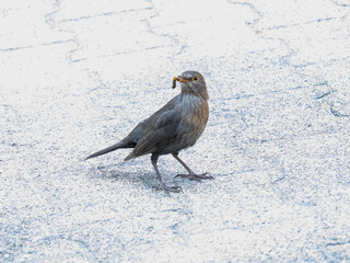 Amsel mit Wurm 