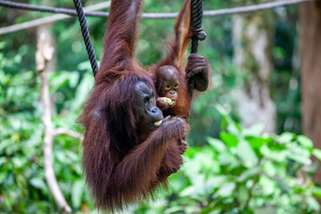 Malaysia, Sandakan, Sepilok, Bornean Orangutan (Pongo pygmaeus), Mother and young one
