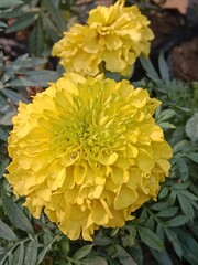 Tagetes erecta flower pattern or Aztec marigold flowers in the garden 
