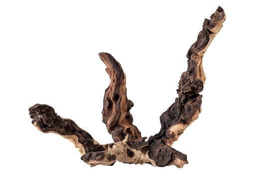 Mopane tree snag isolated on white background.