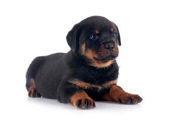 Fototapeta premium puppy rottweiler in studio