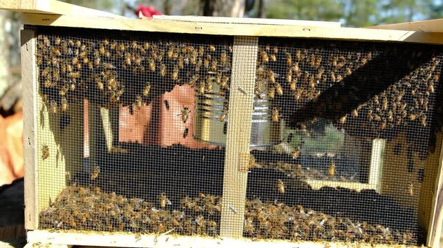 Hand held shot of screened box full of honey bees and their queen ready to be transferred into new beehive in sunny warm day