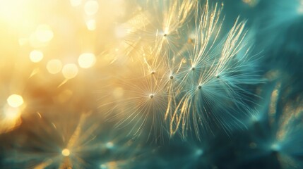 Fototapeta premium Close-up of delicate dandelion seeds illuminated by soft golden light, creating a dreamy and ethereal atmosphere.
