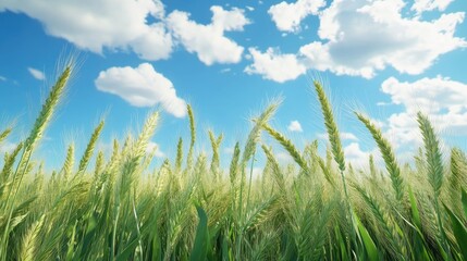 Obraz premium Lush green wheat field under a clear blue sky with fluffy clouds, representing the beauty of nature's bounty.