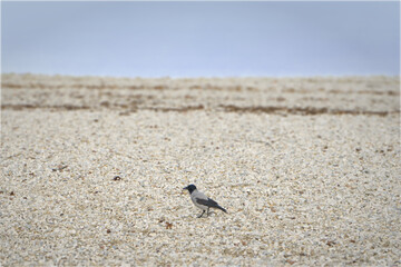 A solitary crow stands on a vast expanse of pebbles, with a blurred background suggesting a beach or shoreline. The bird's dark head contrasts with its lighter body