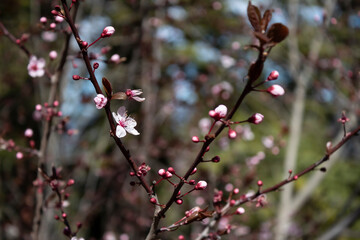 Flor de almendro rosa
