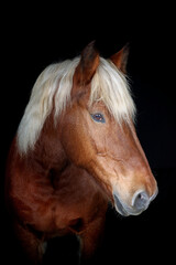 Obraz premium Portrait of a Comtois draft horse against a black background