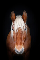 Obraz premium Front-facing portrait of a Comtois draft horse against a black background