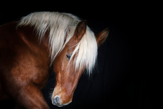 Portrait of a Comtois draft horse against a black background